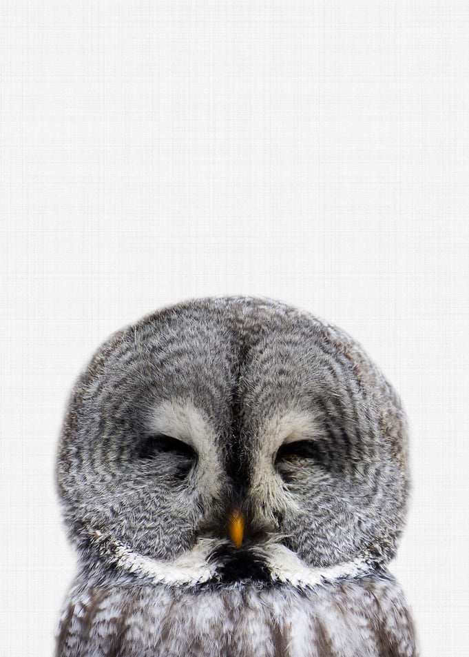 Owl Portrait