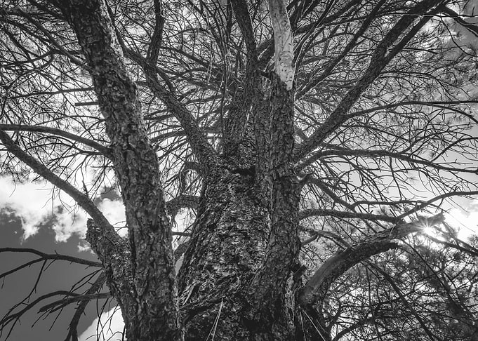 Branched