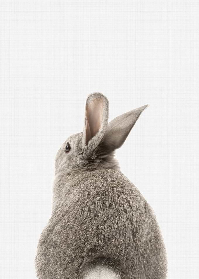 Rabbit Tail