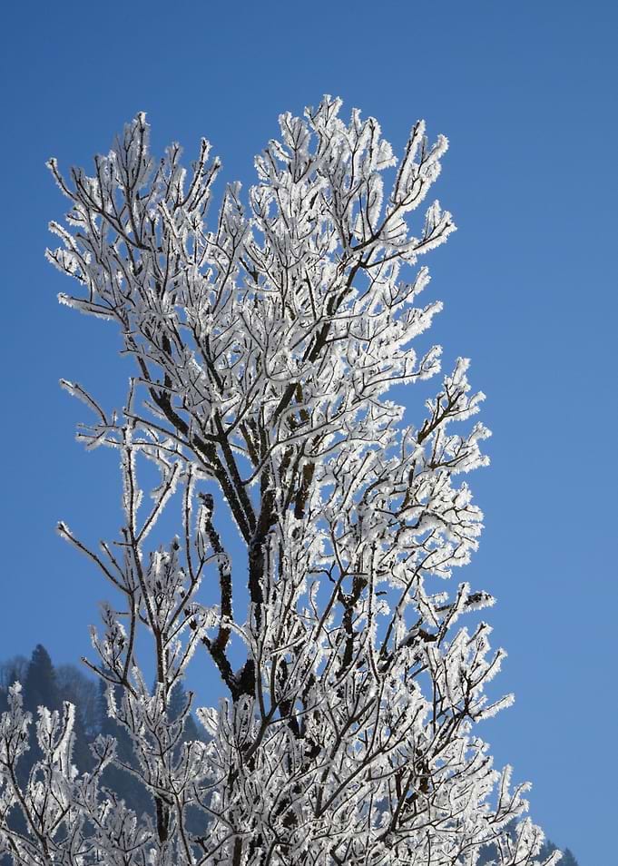 winter wonderland