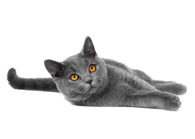 Grey Cat