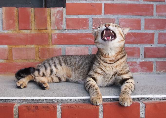 Funny Cat