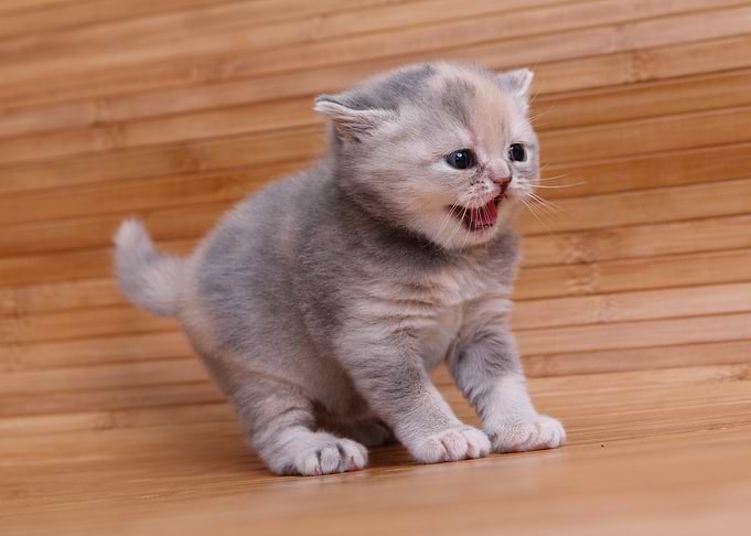 Cute Kitten