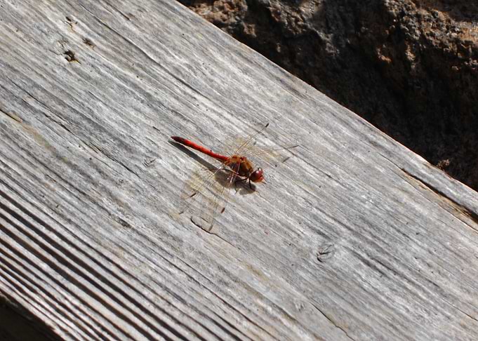 Slippery Dragonfly