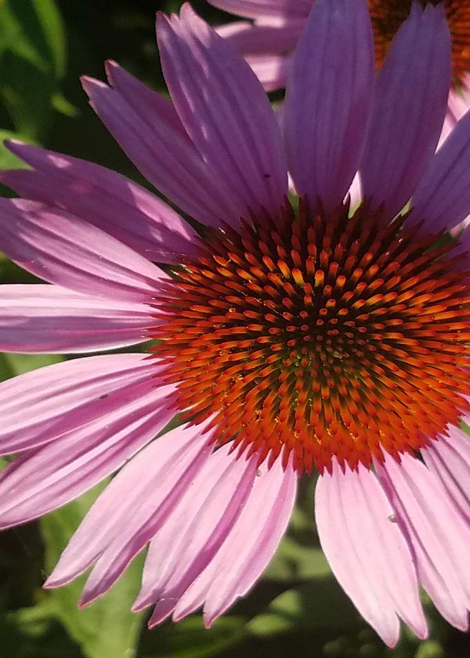 Purple Coneflower