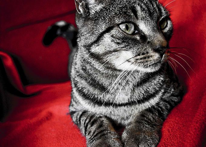 Cat