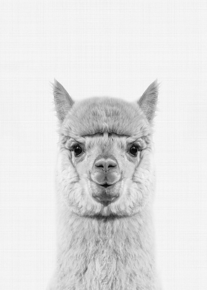 Alpaca Portrait BW