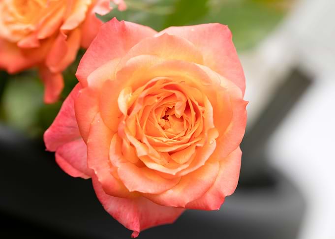 Pink rose macro background