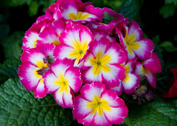 Bundle of pink