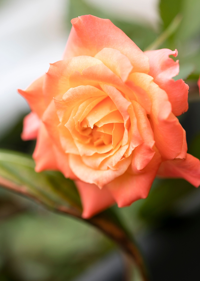 Pink rose macro background
