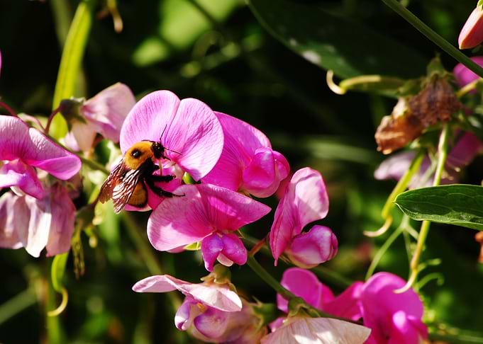 Bee Colourful