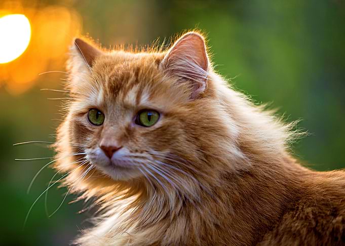 Beautiful cat