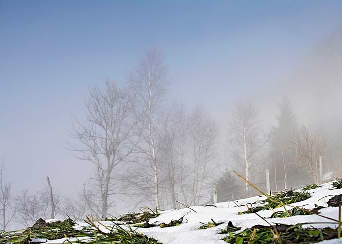 winter wonderland