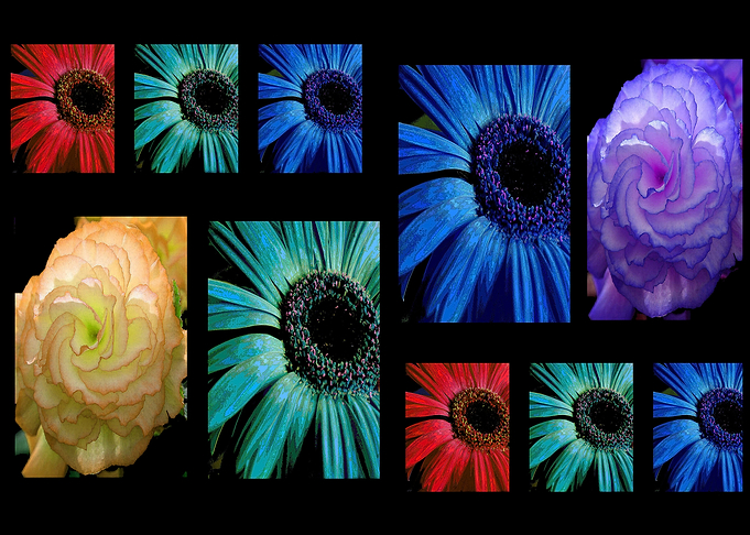 Flower Power