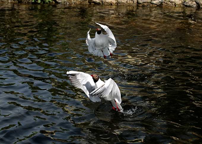 The funniest gulls