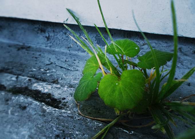 Intrusive Plant