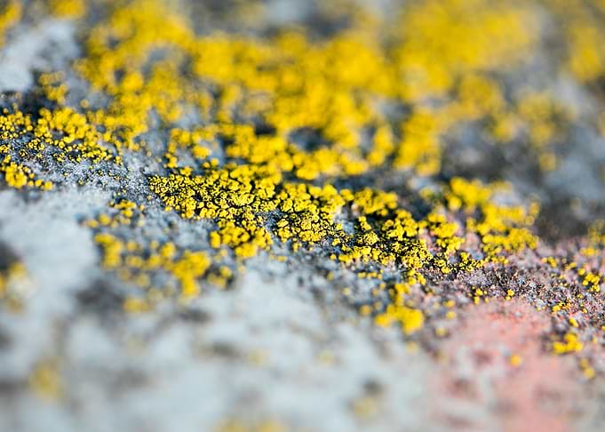 Trippy lichens on metal
