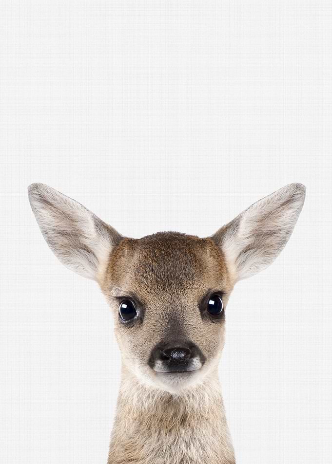 Fawn Portrait