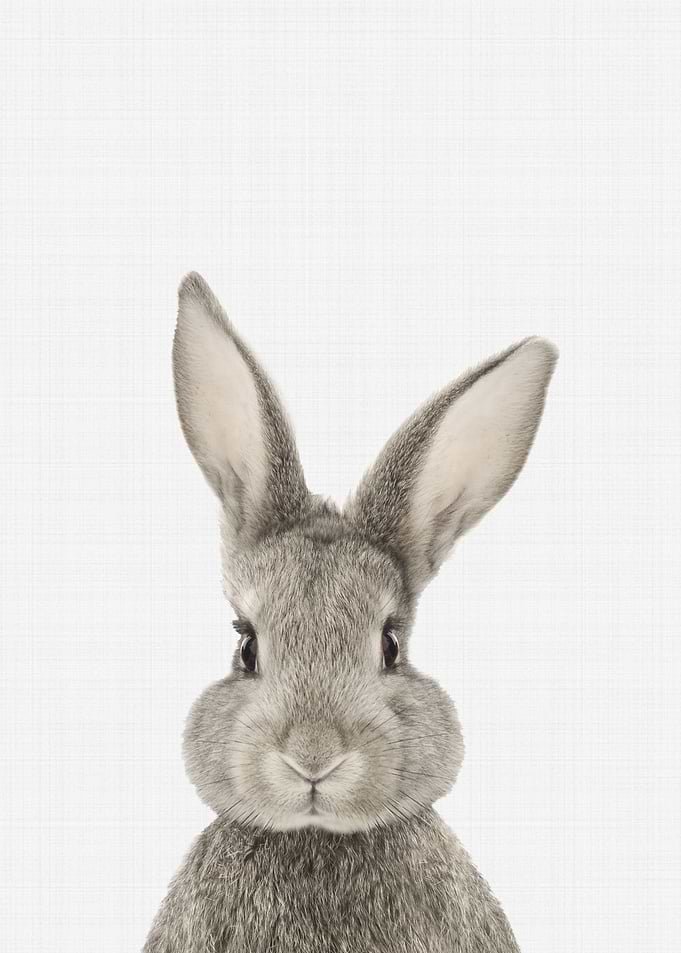 Rabbit Portrait