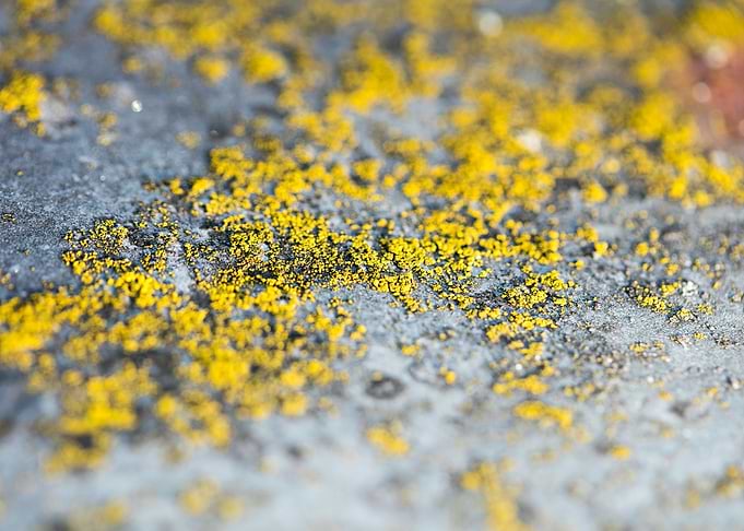 Trippy lichens on metal
