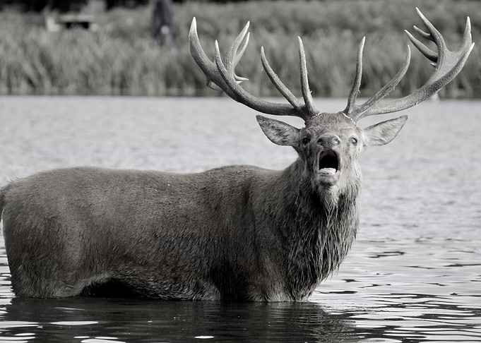 Call of The Wild