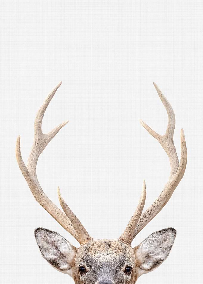 Deer Portrait
