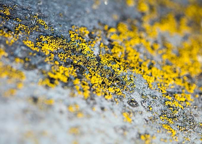 Trippy lichens on metal