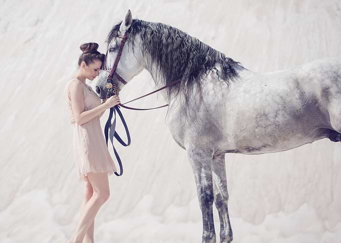 beautiful amazing horse