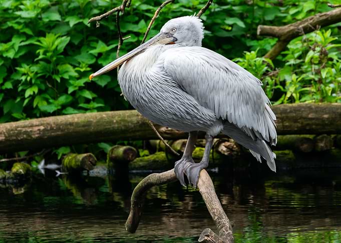 Dalmatian Pelican
