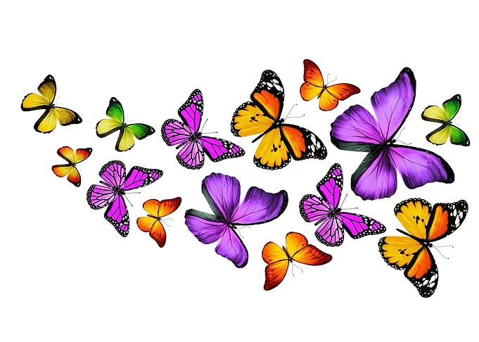 Beautiful Butterflies