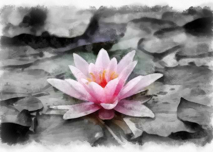 lily flowers