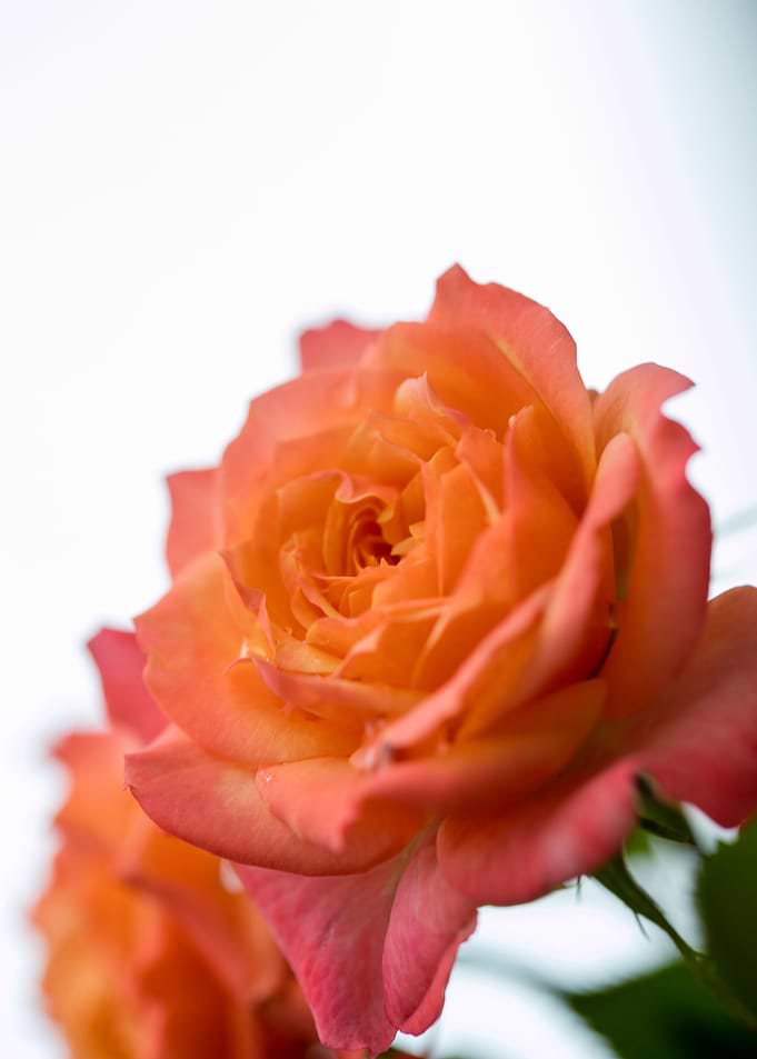 Pink rose macro background