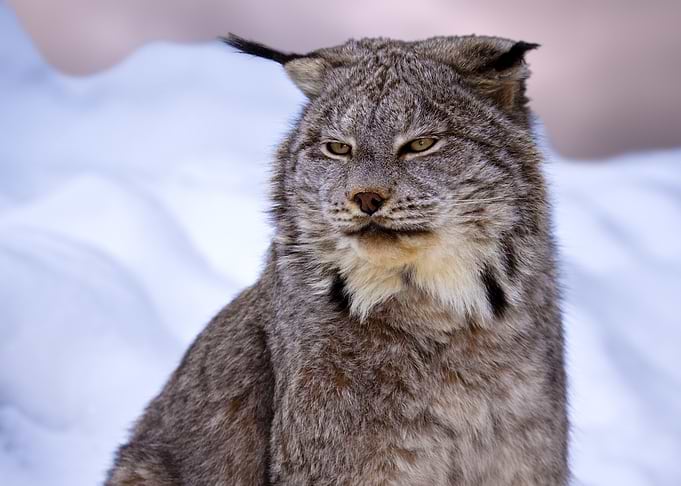 Lynx Wild Cat