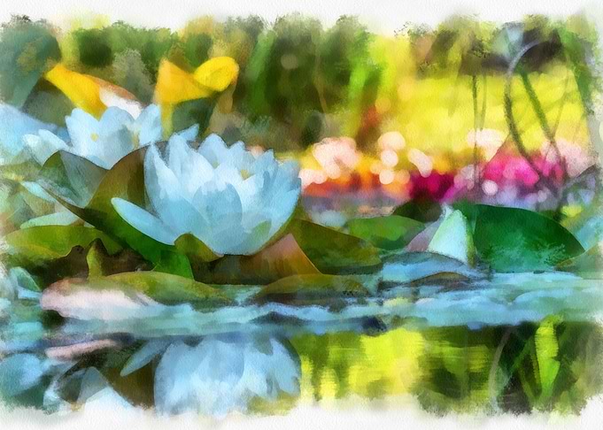 lily flowers