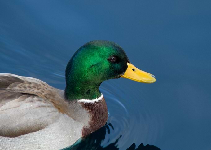 Mallard