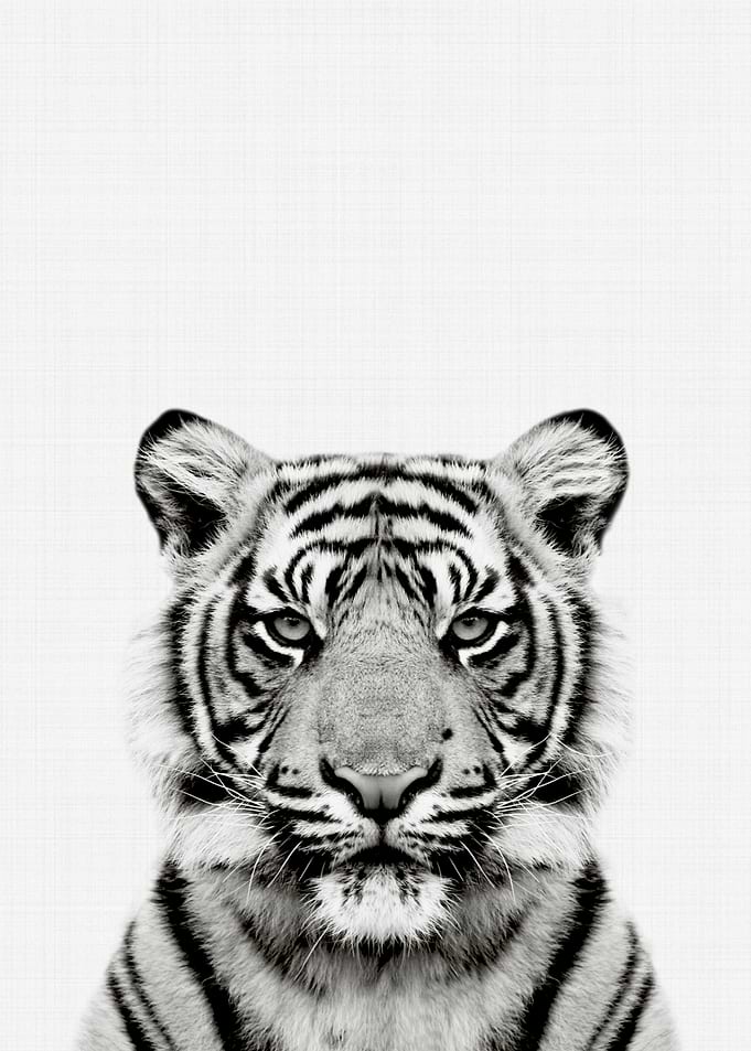 Tiger Portrait BW