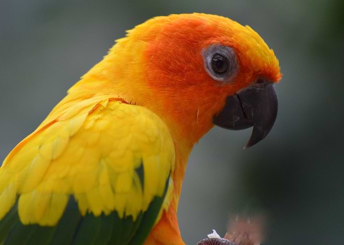 Pretty Polly