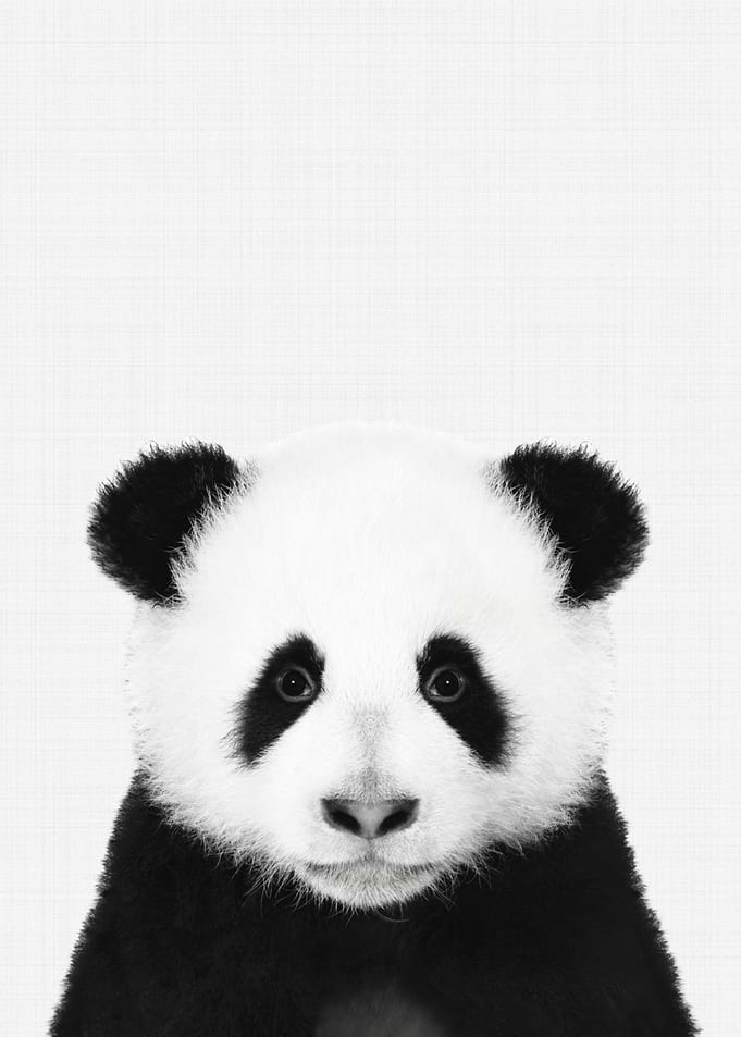 Panda Portrait BW