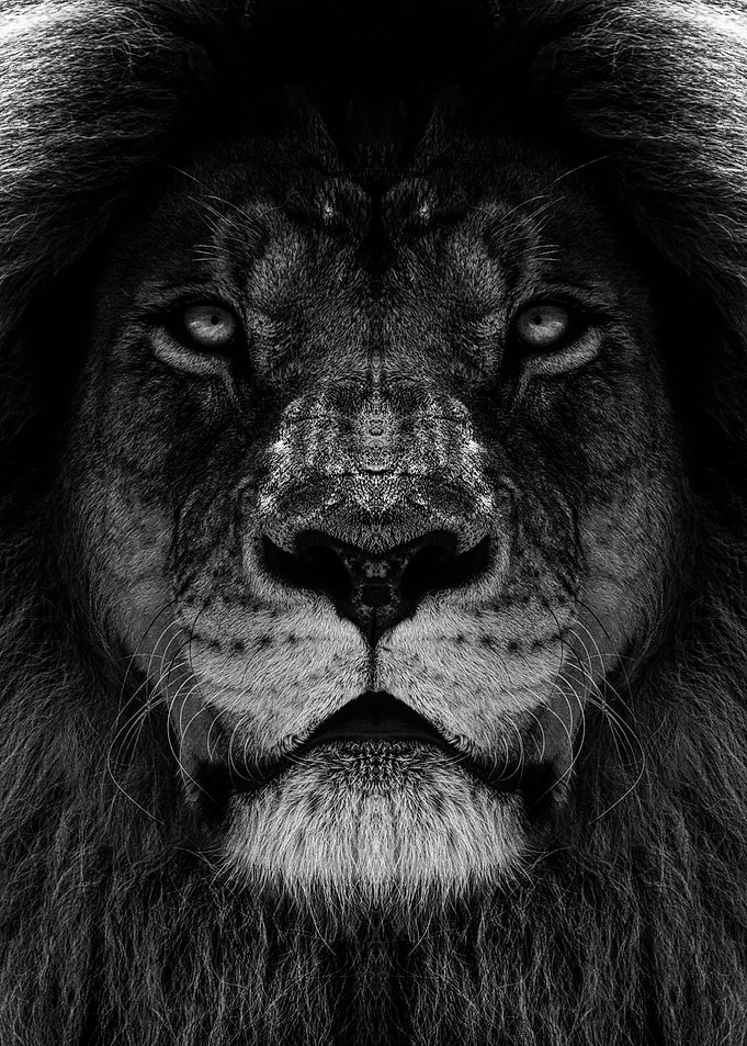 wild lion face poster