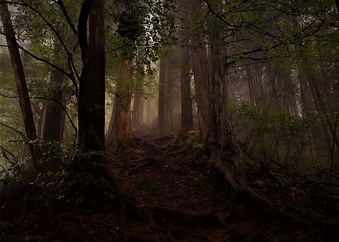 forest