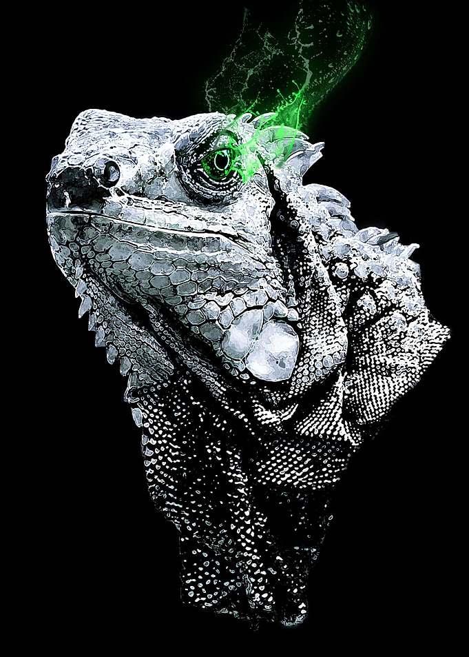 Gray Iguana