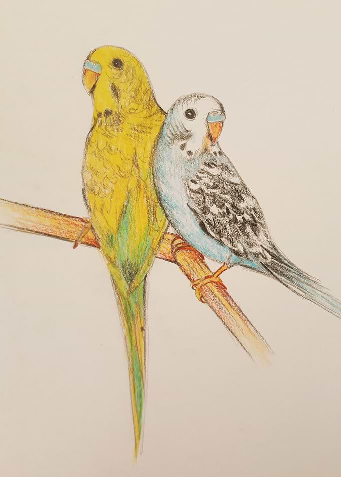 2 Budgies