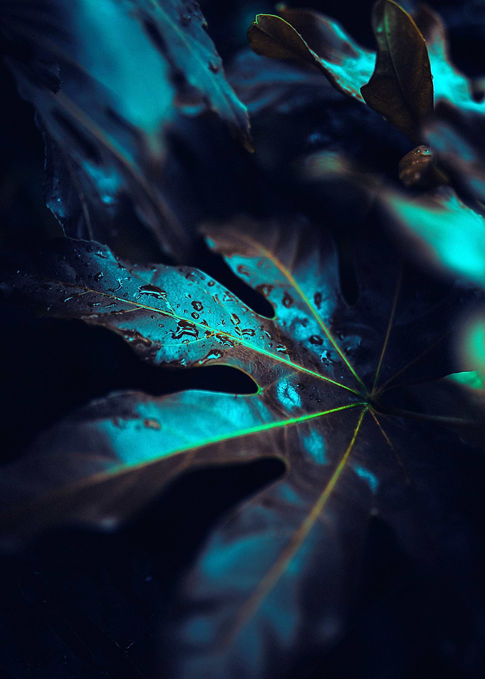 Exotic plant3