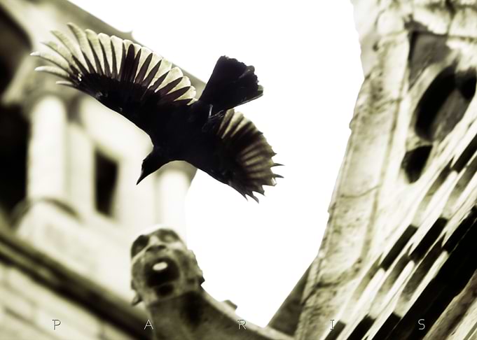 Feathers and Stone