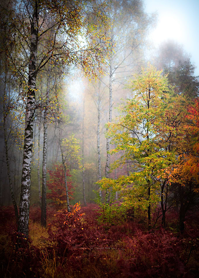 Fairytale Forest