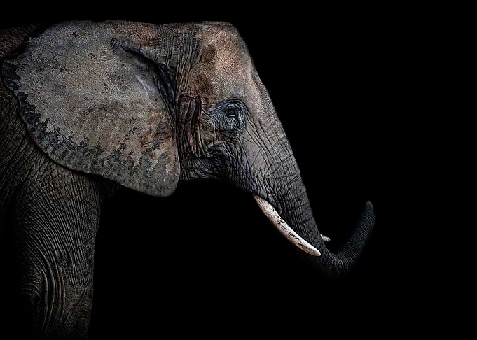 African Elephant