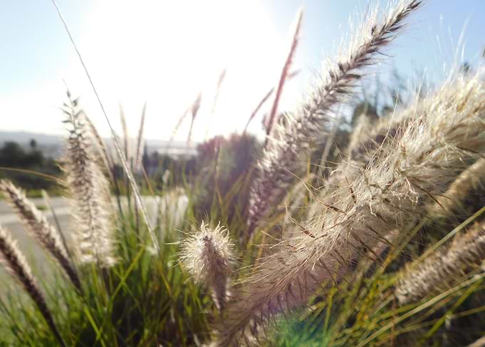 California Walks 03