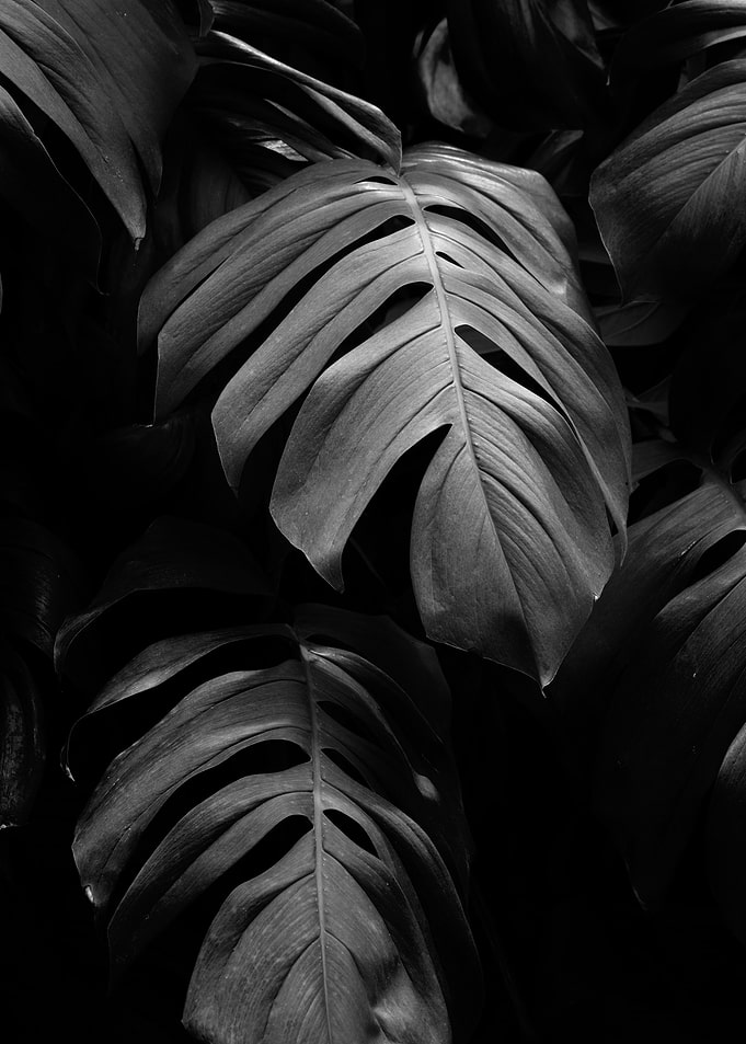 Exotic plant2