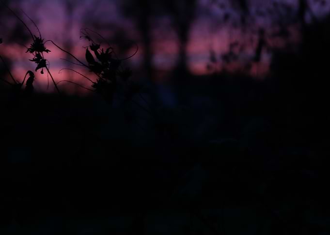 Sweet sky