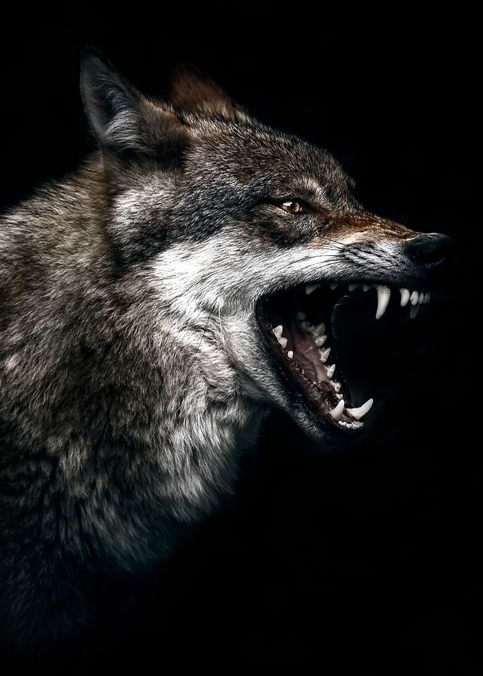 wild angry wolf poster wo
